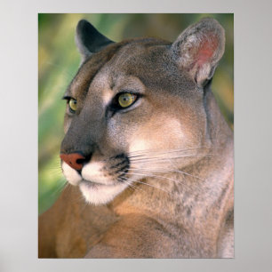 Poster Puma, Califórnia
