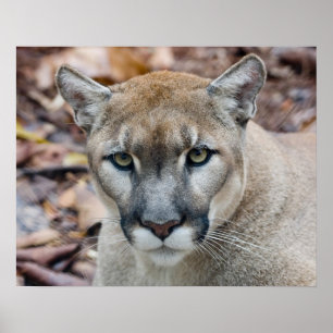 Poster Puma, leão de montanha, pantera de Florida, puma