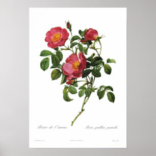 Poster Pumila do gallica de Rosa por Pierre-Joseph