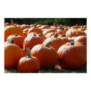 Pôster Pumpkins Foto para Queda, Dia das Bruxas ou Ação