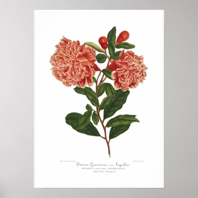 Pôster Punica granatum (Frente)