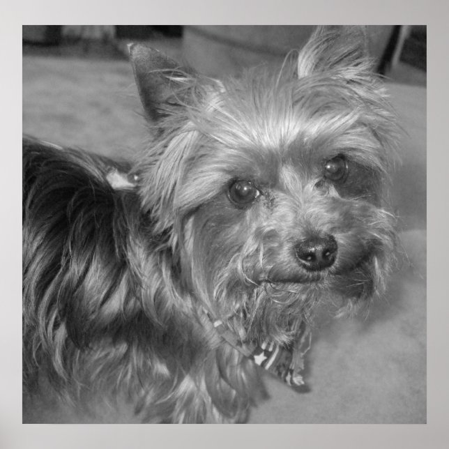 Pôster Pup Não-bobagem (Frente)