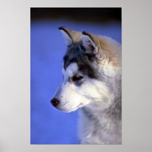 Pôster Pup Siberiano Husky (Frente)