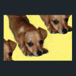 PÔSTER PUPNOSE<br><div class="desc">Pupnosis Art Impressão com chiweenie pop art</div>