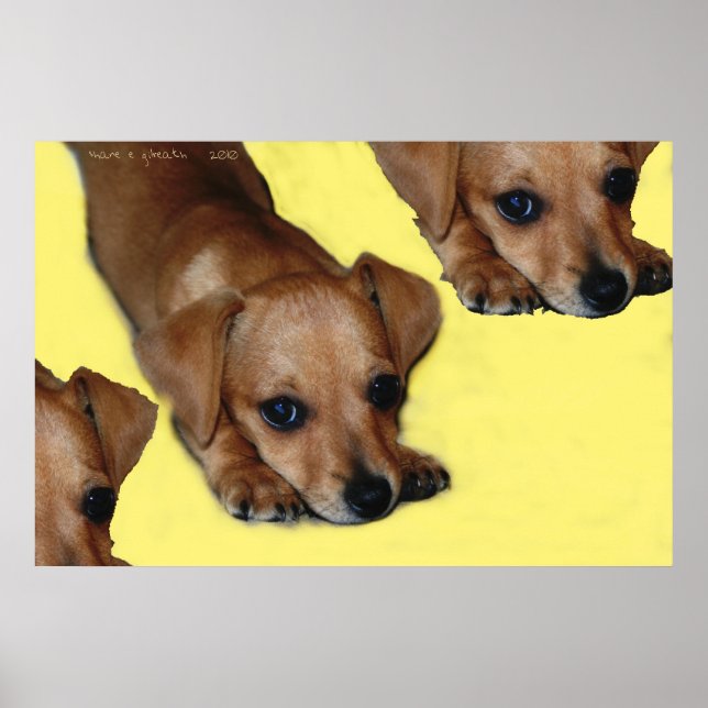 PÔSTER PUPNOSE (Frente)