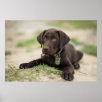 Puppia de chocolate