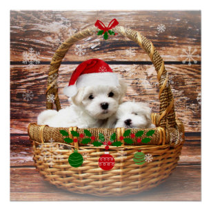 Pôster Puppies de Natal, adorável.