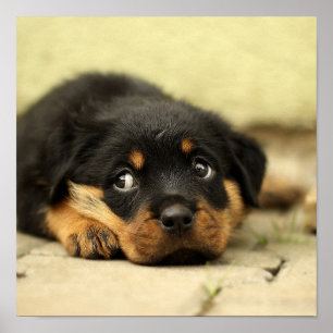 Poster Puppy