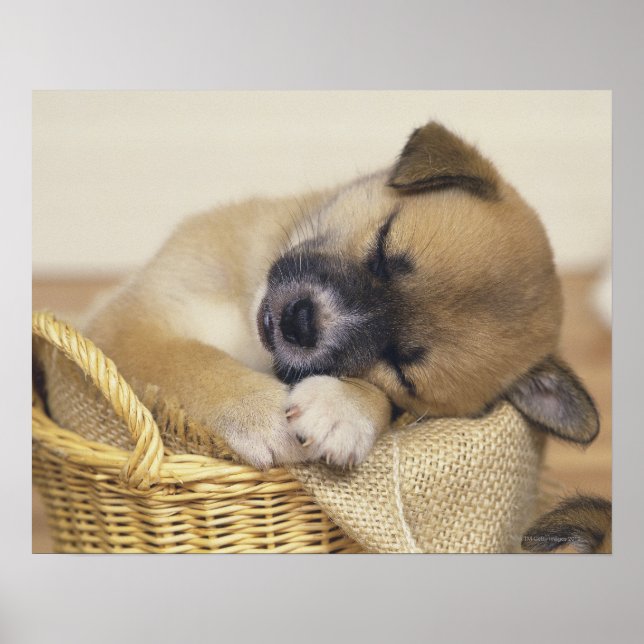 Pôster Puppy 3 (Frente)