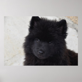 Poster Puppy Adorável