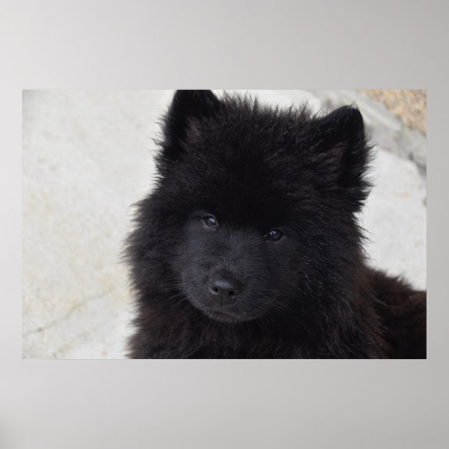 Poster Puppy Adorável (Frente)