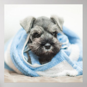 Poster Puppy After Bath