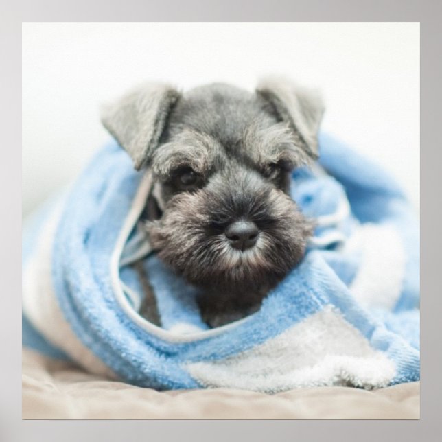 Poster Puppy After Bath (Frente)