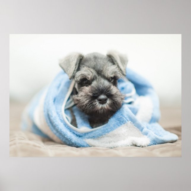 Pôster Puppy Após Bath (Frente)