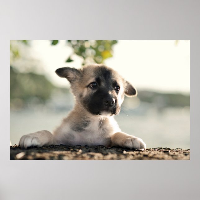 Poster Puppy do german shepherd sobre a borda (Frente)