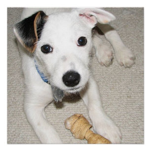 Pôster puppy jack russell terrier