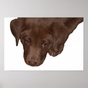 Poster Puppy Love