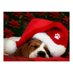 Pôster Puppy pacata