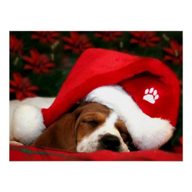 Pôster Puppy pacata (Frente)