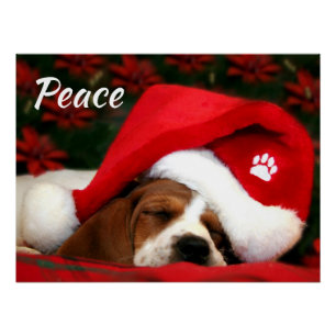 Pôster Puppy Pacífico Com Texto