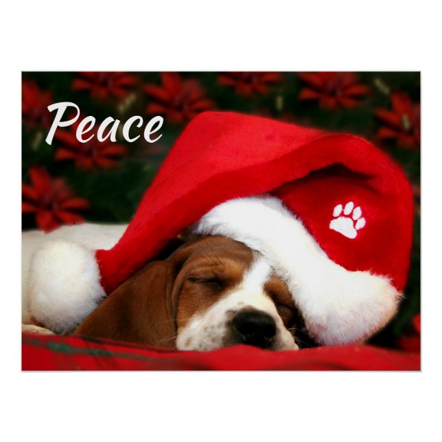 Pôster Puppy Pacífico Com Texto (Frente)