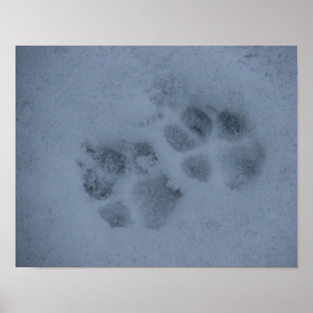 Poster Puppy Paw Prints in Snow (Impressões de pãozinho n (Frente)