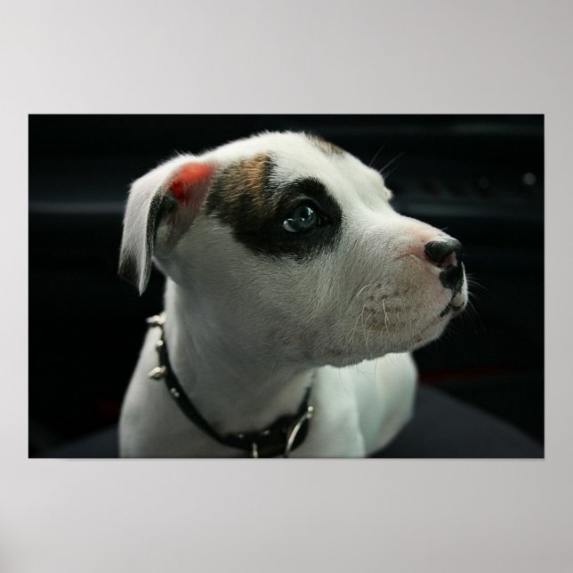 Pôster Puppy Pit Bull T-Bone (Frente)