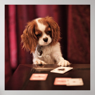 Pôster Puppy Plays Cards