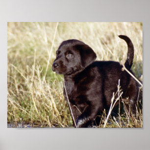 Poster Puppy preto