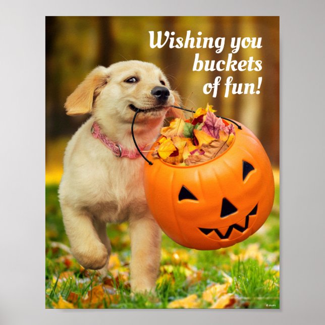 Poster Puppy With Pumpkin Bucket (Frente)