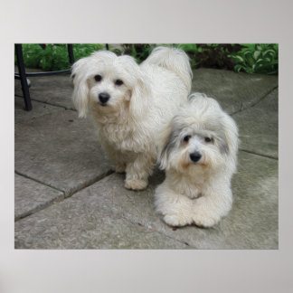 Pôster Pups em óleo