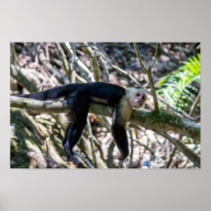 Poster Pura vida para macaco capuchinho de cabeça branca