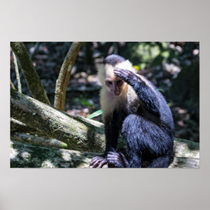 Poster Pura vida para macaco-capuchinho-de-crista-branca