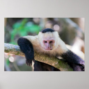 Poster Pura vida para macaco-capuchinho-de-crista-branca