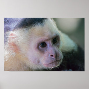 Poster Pura vida para macaco-prego