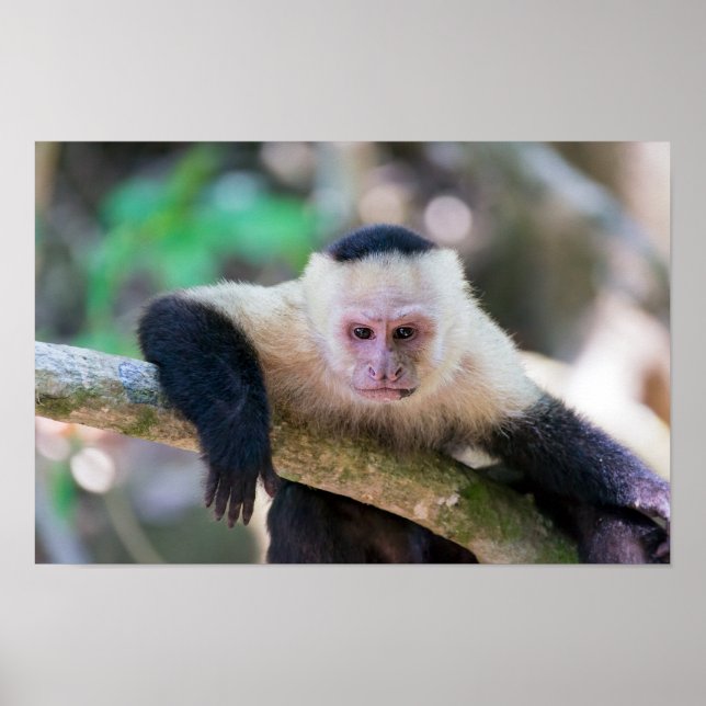 Poster Pura vida para macaco-prego com cara branca (Frente)
