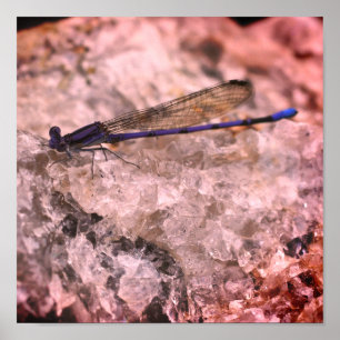 Poster Puro Damselfly No Quartz Rock Close