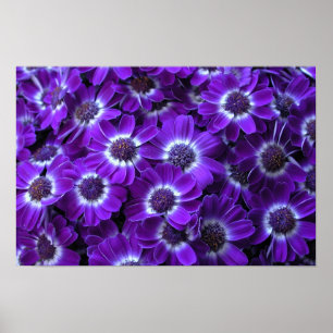 Pôster Purple Cineraria