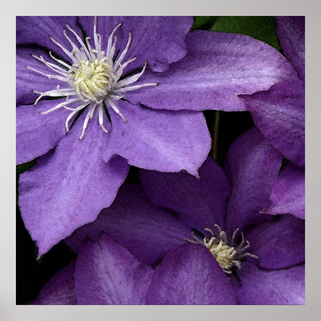 Poster Purple Clematis (Frente)