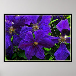 Poster Purple Clematis