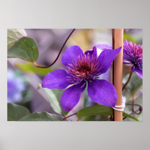 Poster Purple Clematis Flower