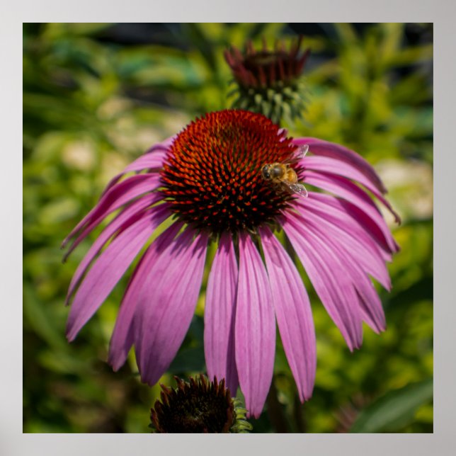 Poster Purple Coneflower (Frente)