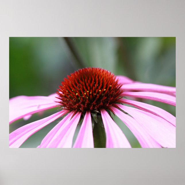 Pôster Purple Coneflower Print (Frente)