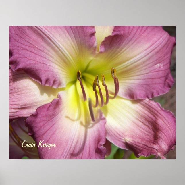 Poster Purple Daylily (Frente)