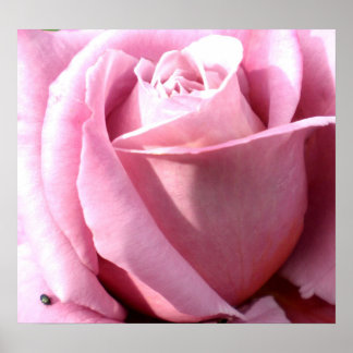 Poster Purple delight