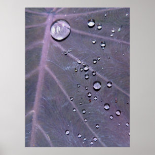 Pôster Purple Elephant Ear