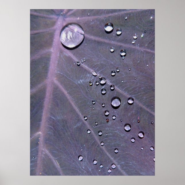 Pôster Purple Elephant Ear (Frente)