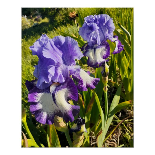 Pôster Purple Flowers Floral Iris Irises Mothers Day (Frente)