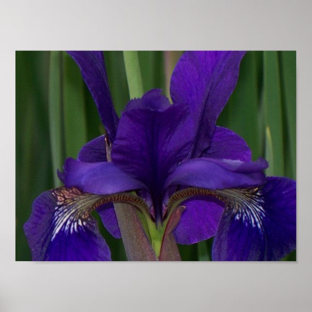 Pôster Purple Iris (Frente)
