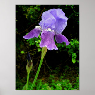 Poster Purple Iris